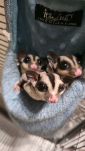 Сахарный поссум