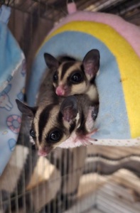 Мальчик и девочка сахарные летяги ищут заботливый дом