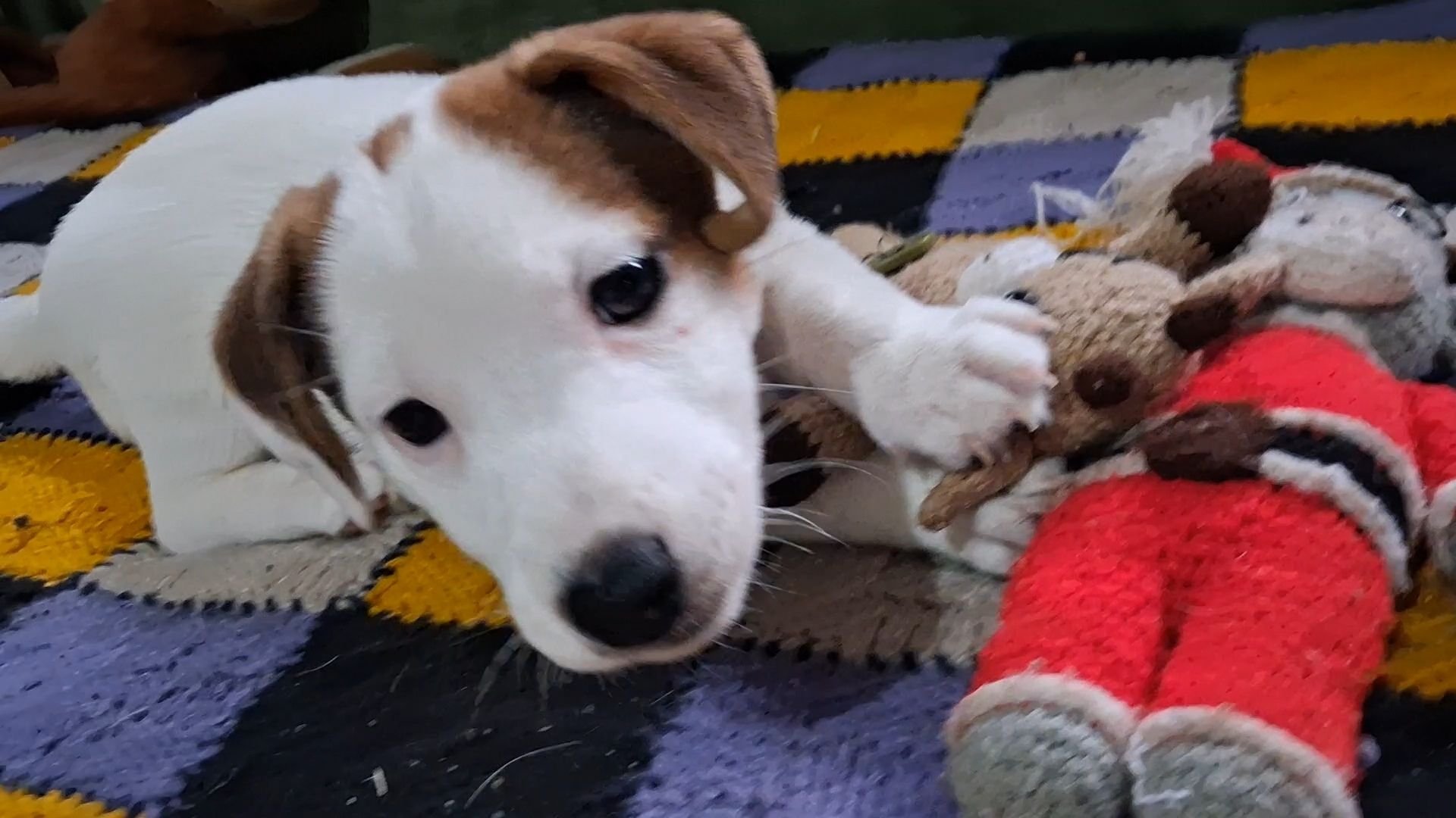 Клубні цуценята Джек Рассел тер'єр