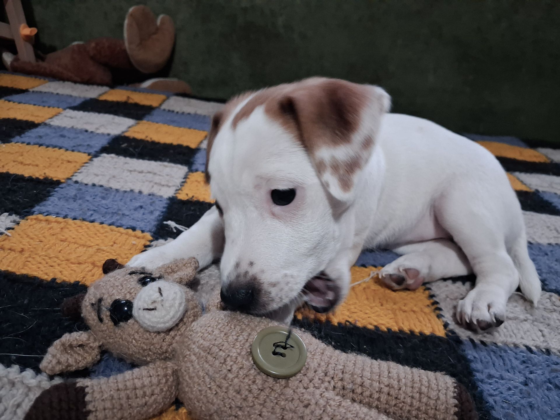 Клубні цуценята Джек Рассел тер'єр