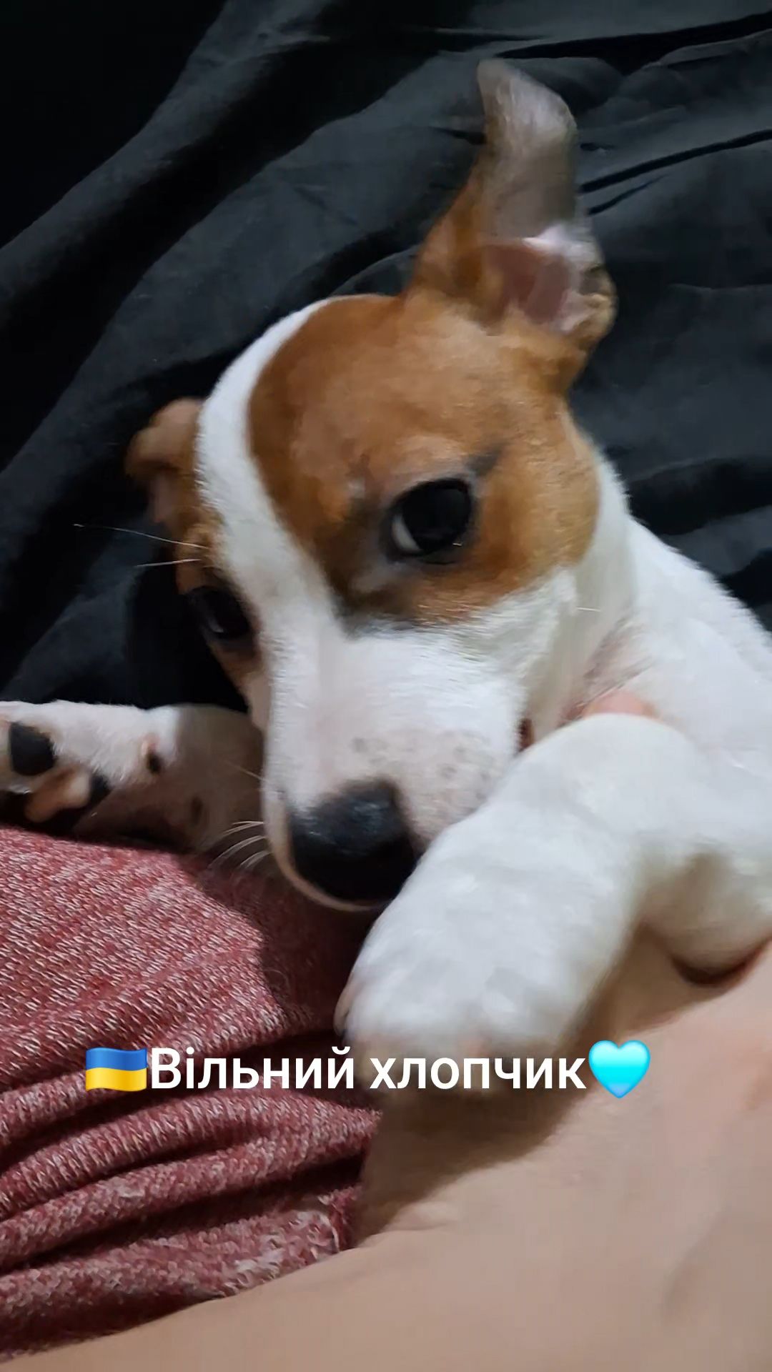 Клубні цуценята Джек Рассел тер'єр