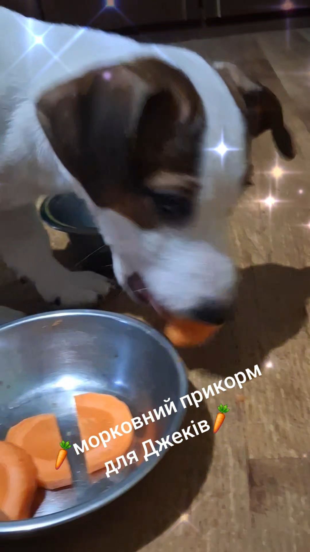 Клубні цуценята Джек Рассел тер'єр