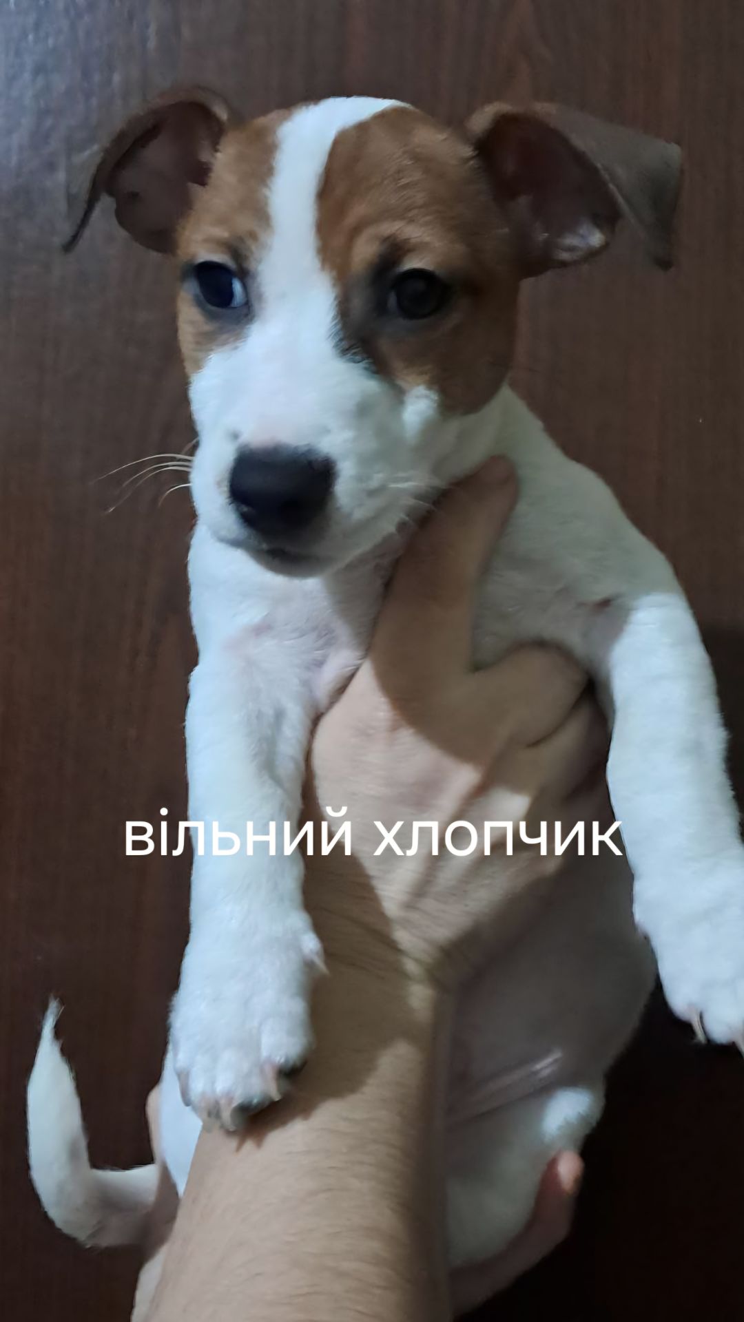 Клубні цуценята Джек Рассел тер'єр