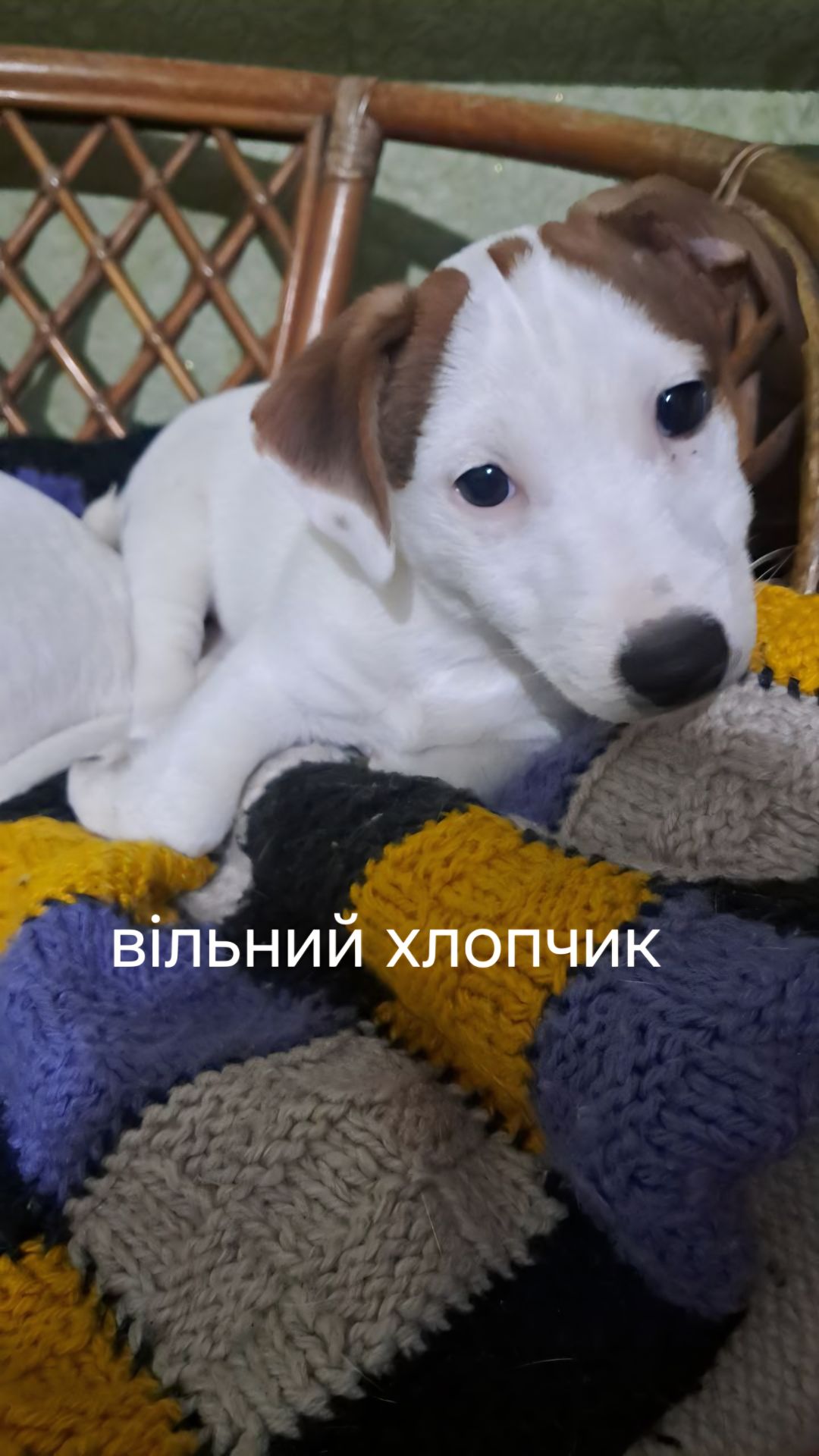 Клубні цуценята Джек Рассел тер'єр