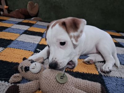 Клубні цуценята Джек Рассел тер'єр