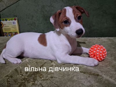 Клубні цуценята Джек Рассел тер'єр