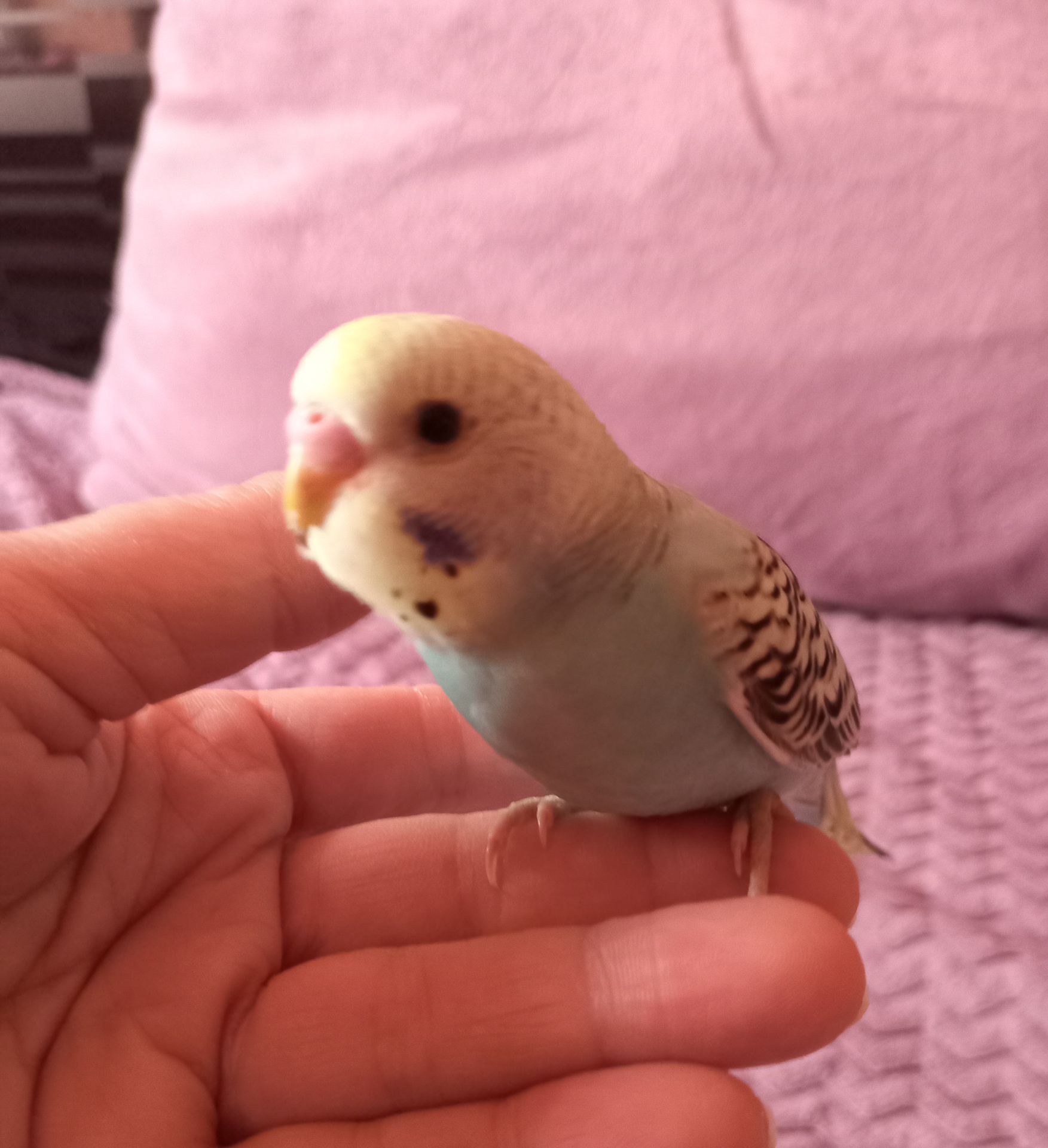 Хвилястий папуга