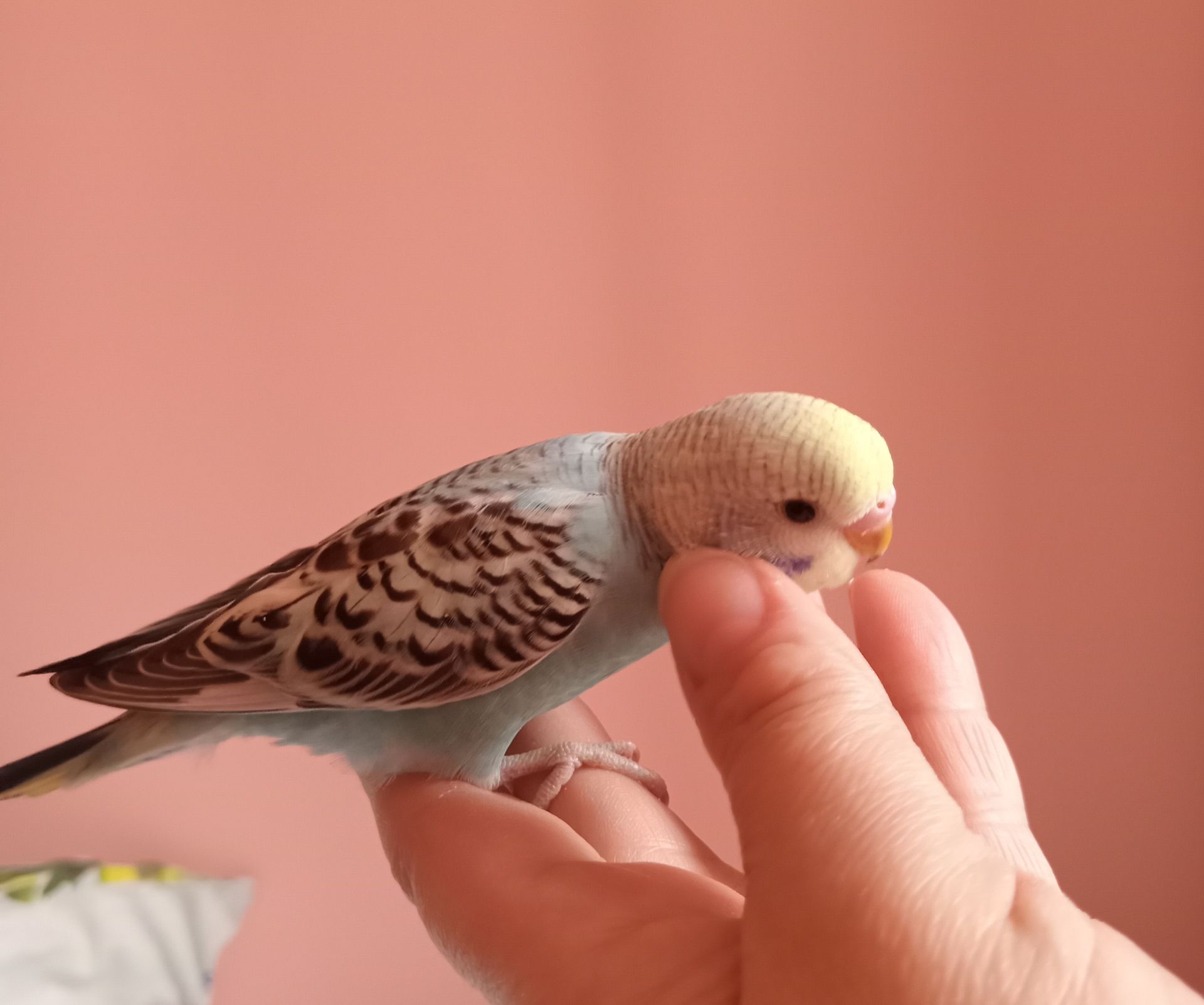 Хвилястий папуга