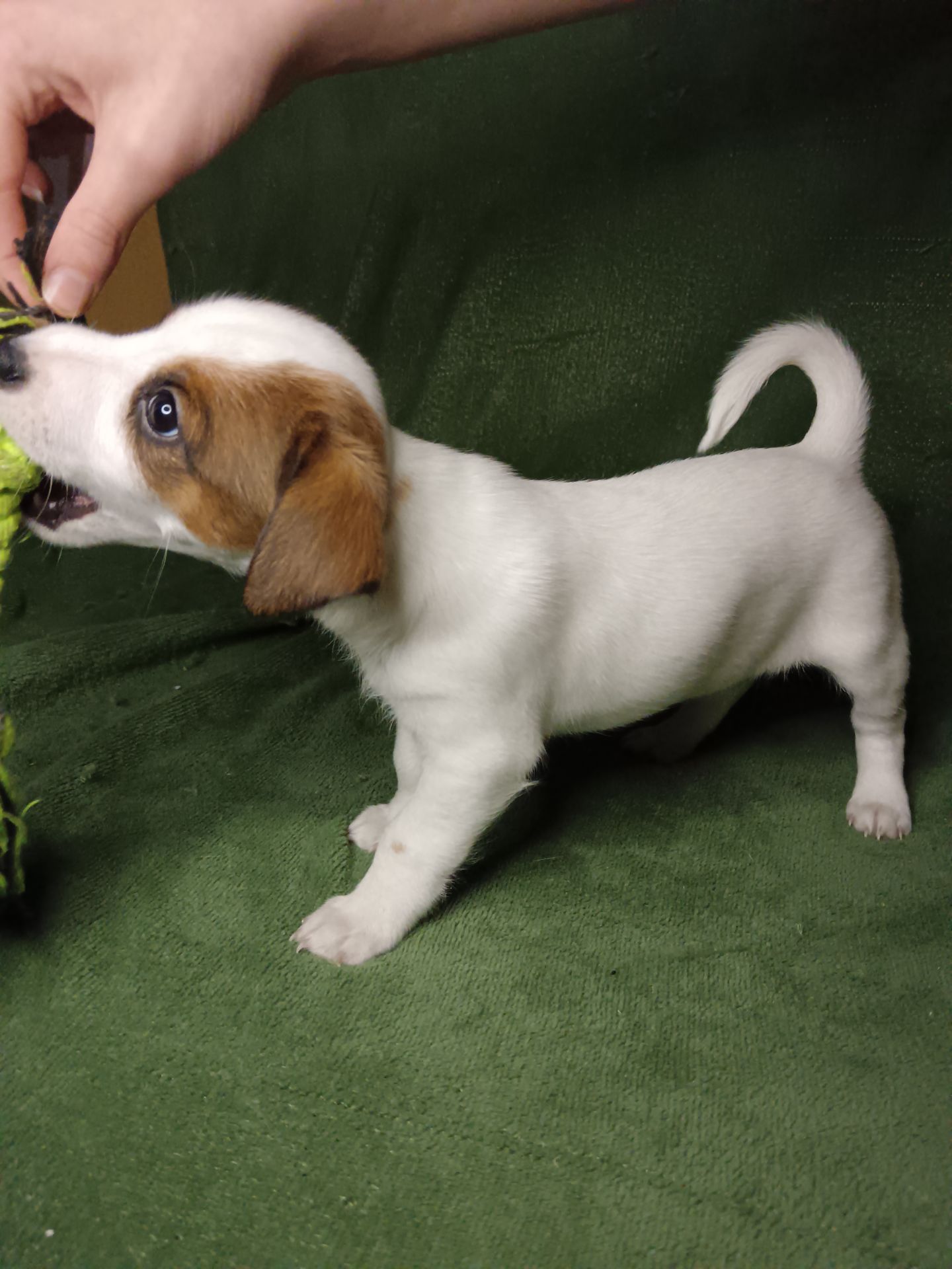 Цуценята Джек-рассел-тер’єра шукають дім