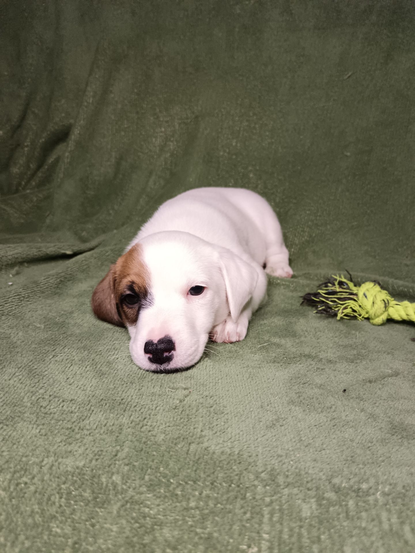 Цуценята Джек-рассел-тер’єра шукають дім