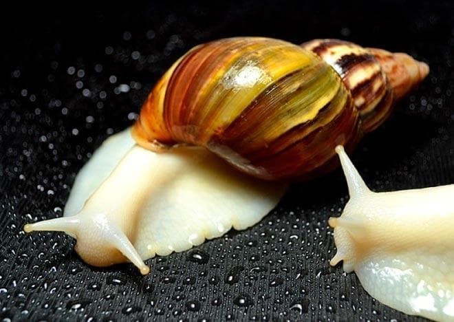 Ахалтіна їганстка