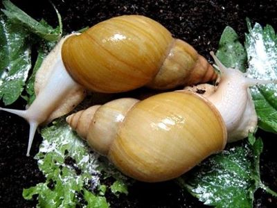 Ахалтіна їганстка