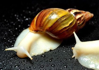 Ахалтіна їганстка