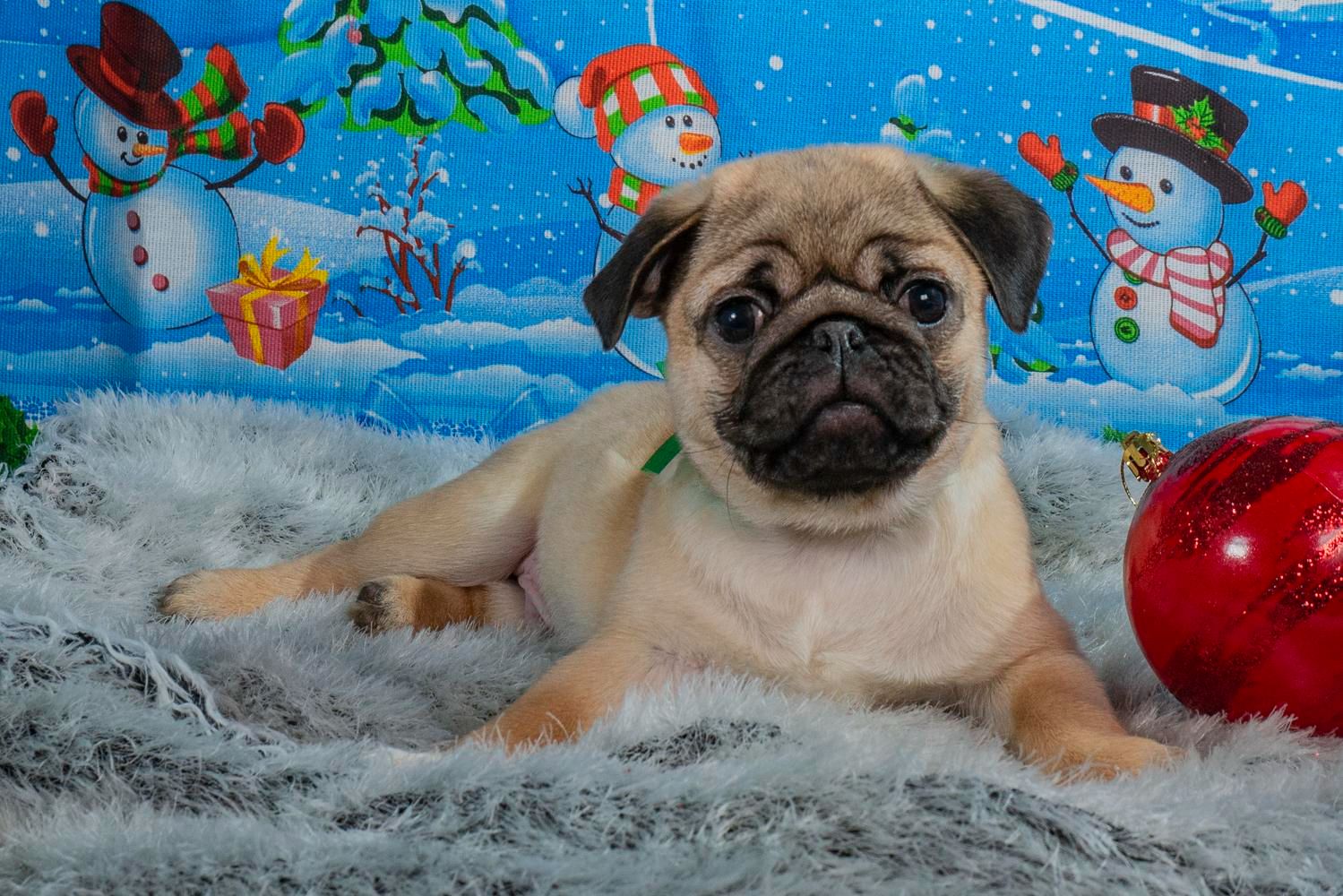 Цуценя Мопса-абрикосовий хлопчик! Професійне розведення