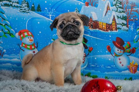 Цуценя Мопса-абрикосовий хлопчик! Професійне розведення