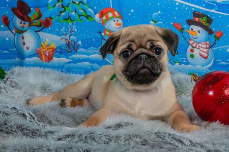 Цуценя Мопса-абрикосовий хлопчик! Професійне розведення