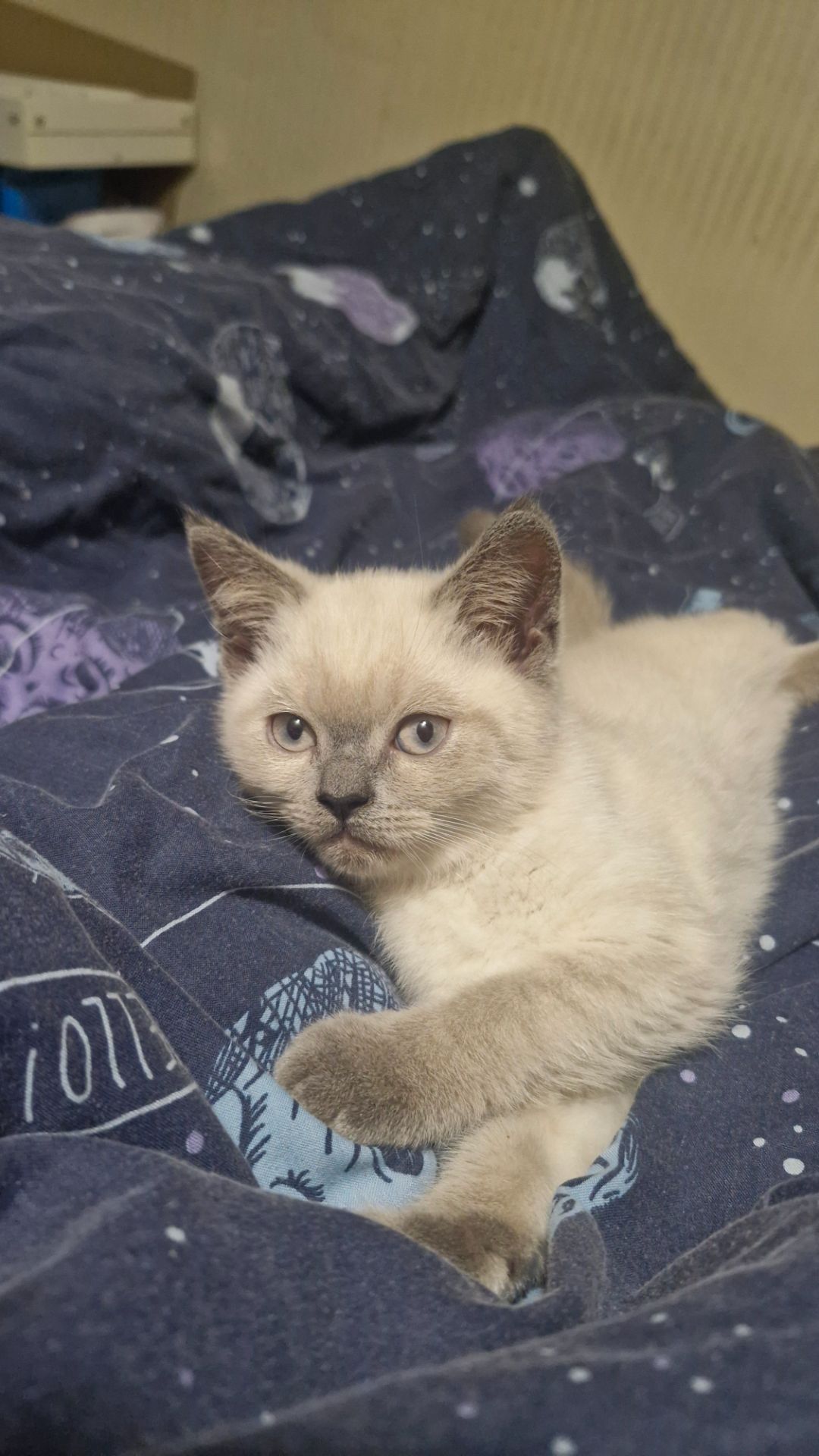 Хлопчик скоттіш страйт