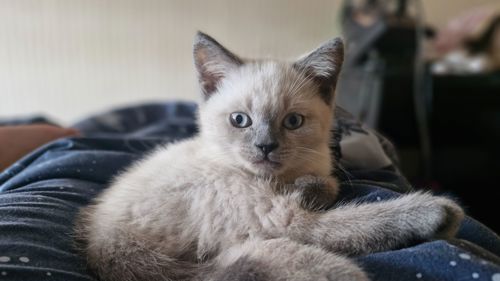 Хлопчик скоттіш страйт