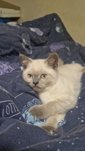 Хлопчик скоттіш страйт