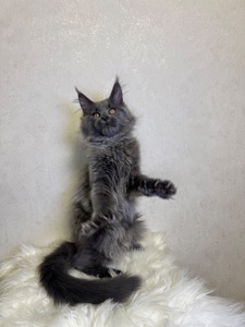 Пенелопа Мейн кун дівчинка полідакт