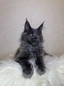 Пенелопа Мейн кун дівчинка полідакт