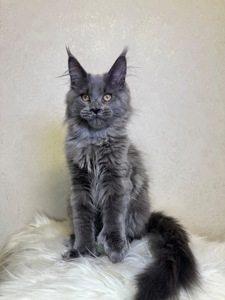 Пенелопа Мейн кун дівчинка полідакт