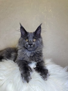 Пенелопа Мейн кун дівчинка полідакт