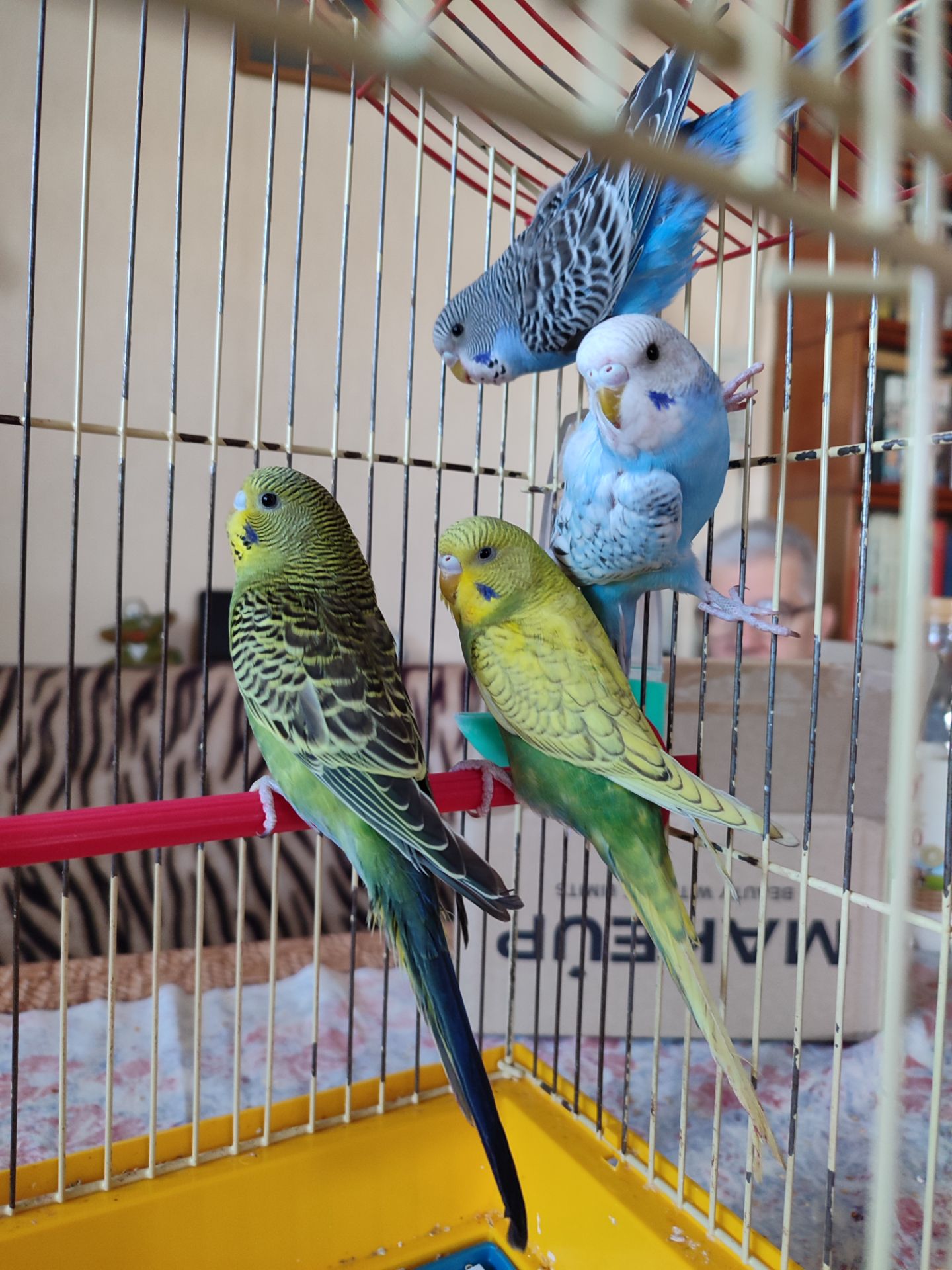 Волнистые попугаи