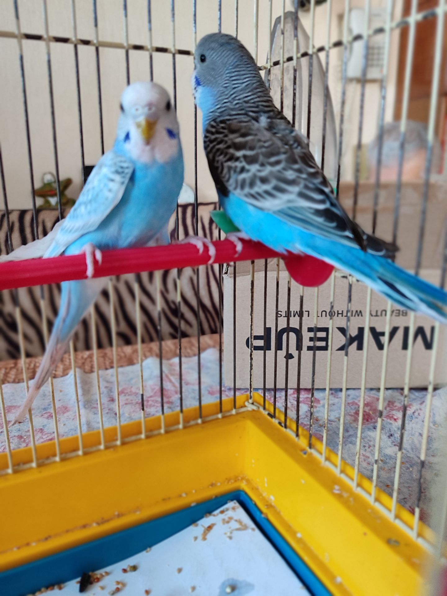 Волнистые попугаи