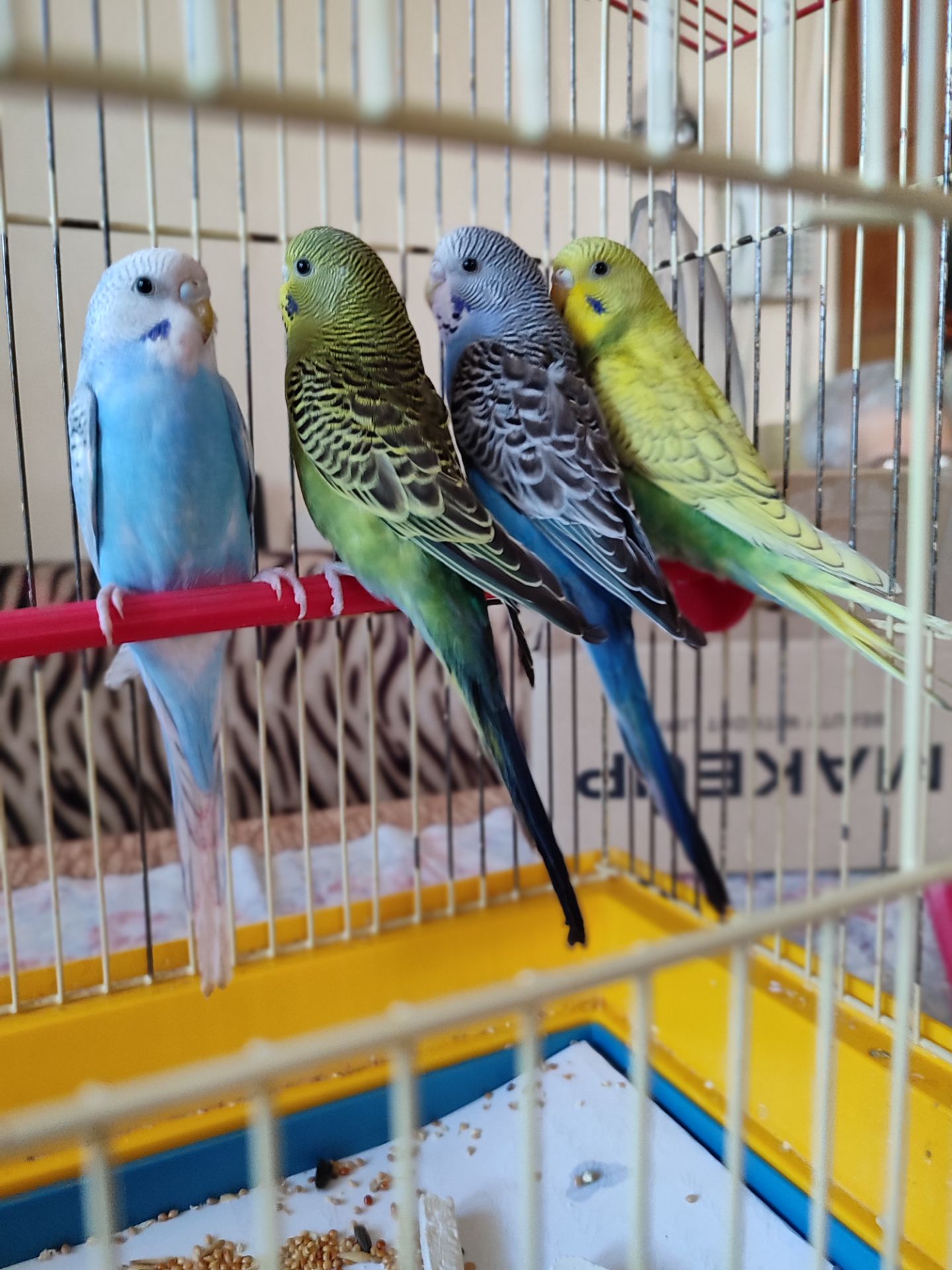 Волнистые попугаи