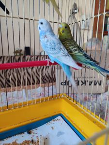 Волнистые попугаи