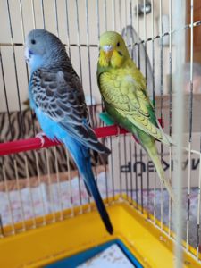 Волнистые попугаи