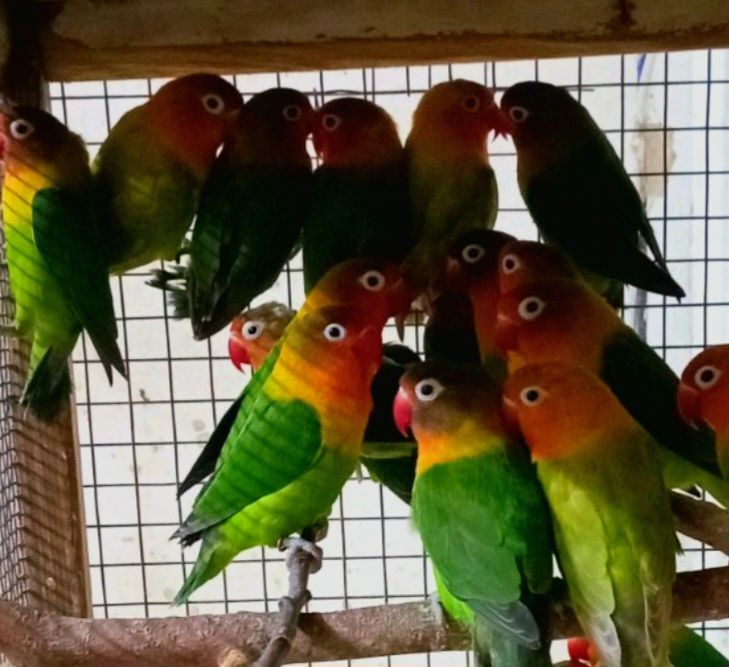 Продам неразлучников