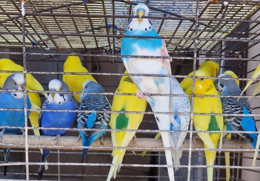 Малыши волнистых попугаев