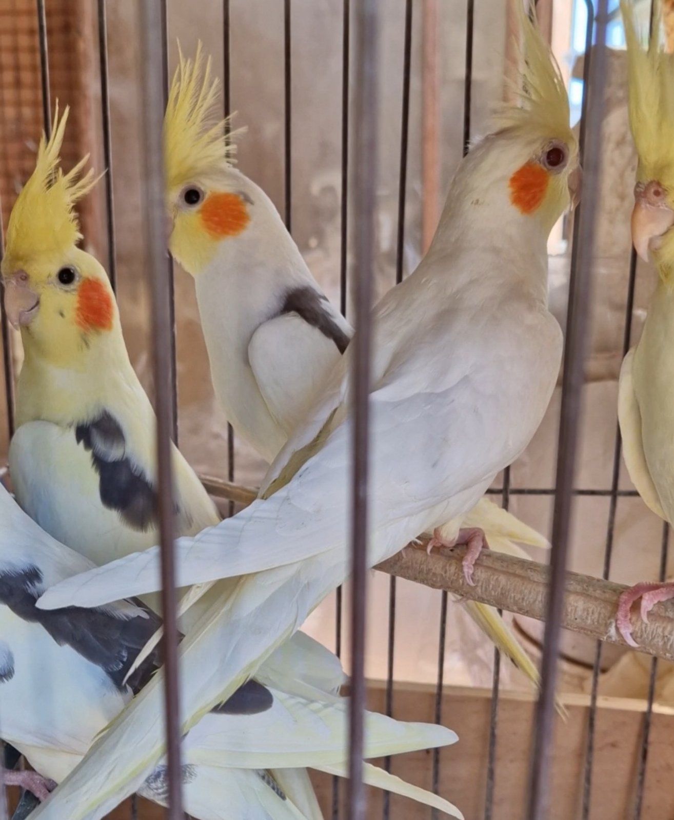 Ручные малыши корелла