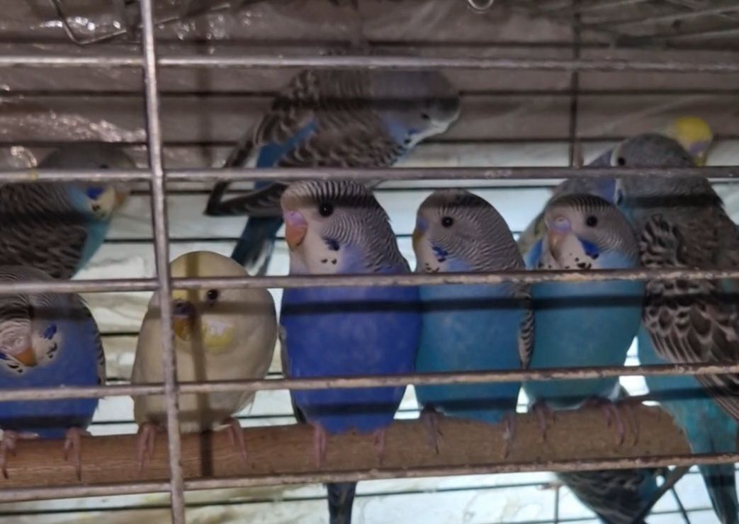 Малыши волнистых попугаев