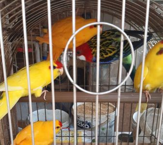 Продам ярких молодых какариков