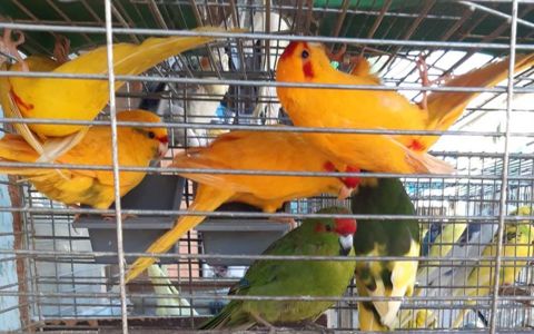 Продам ярких молодых какариков