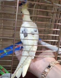 Ручные малыши корелла