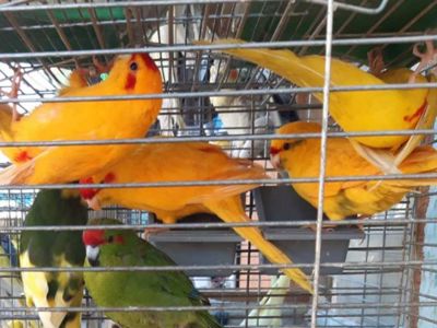 Продам ярких молодых какариков