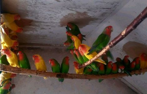 Продам неразлучников