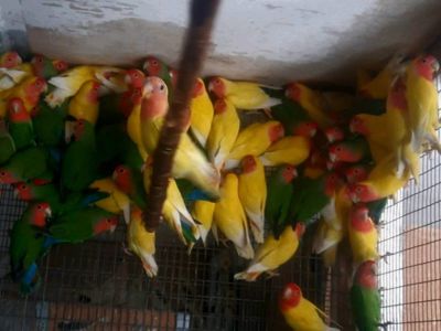 Продам неразлучников