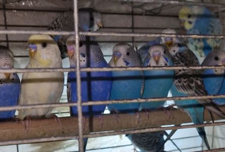 Малыши волнистых попугаев