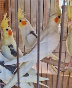 Ручные малыши корелла