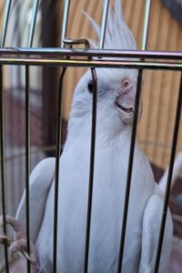 Ручные малыши корелла