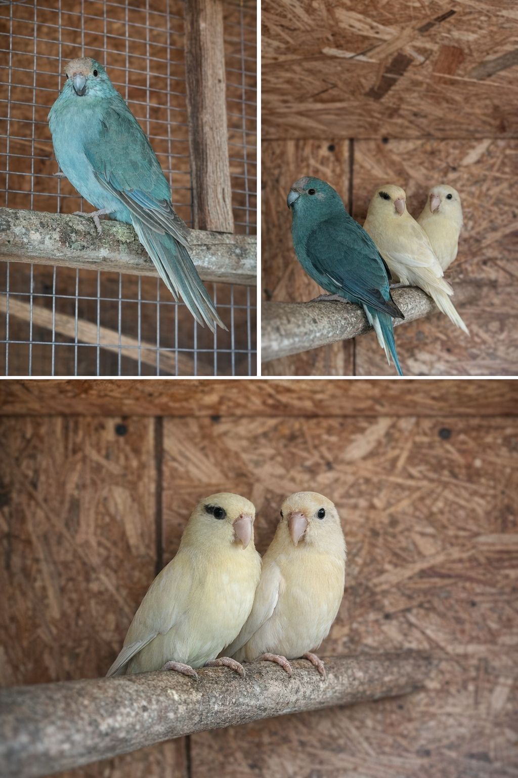 Какарики редкого окраса — кремино, эвкалипт, синие