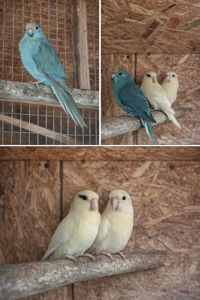 Какарики редкого окраса — кремино, эвкалипт, синие