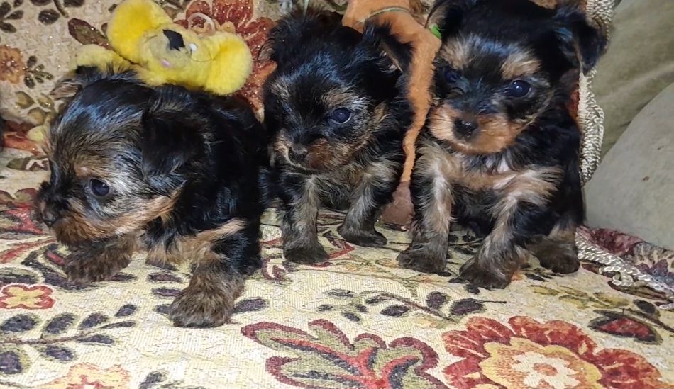 Йоркодевочки