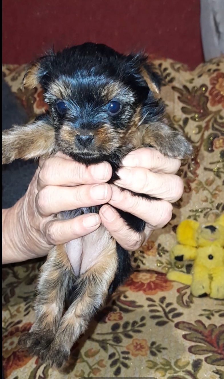 Йоркодевочки