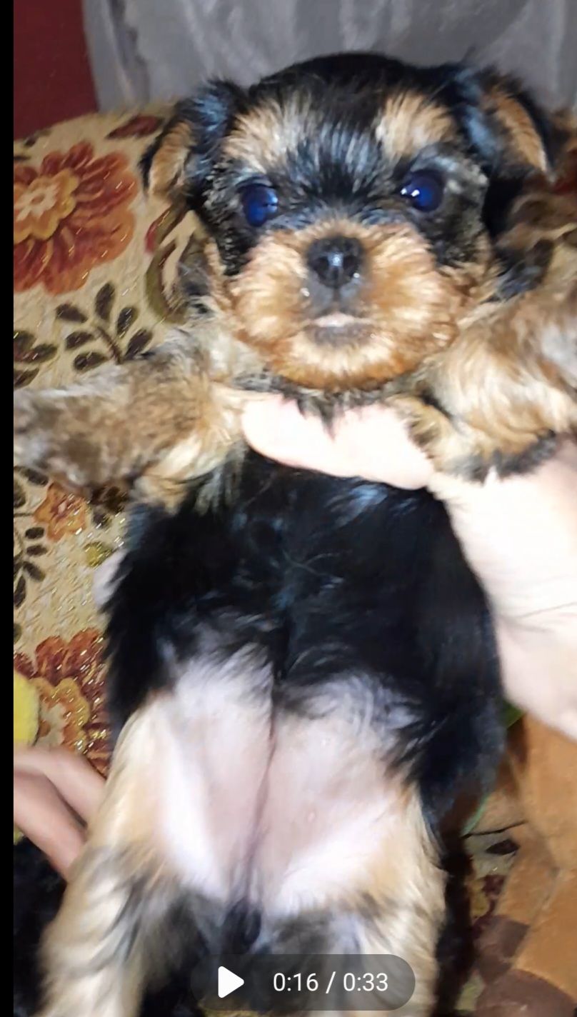 Йоркодевочки